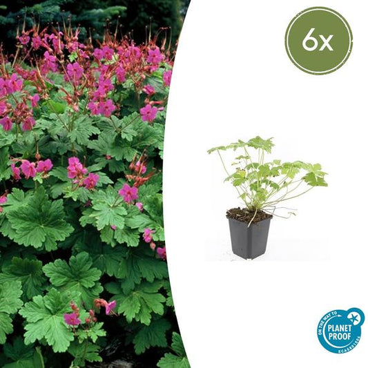 Ooievaarsbek (Geranium macrorrhizum) 'Czakor'