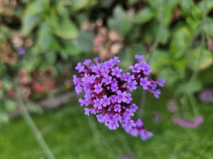 IJzerhard (Verbena Bonariensis) 'Lollipop'