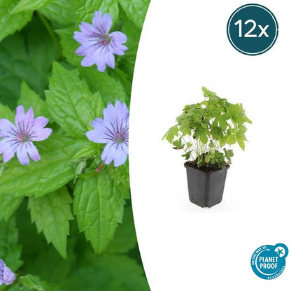 Ooievaarsbek (Geranium nodosum)