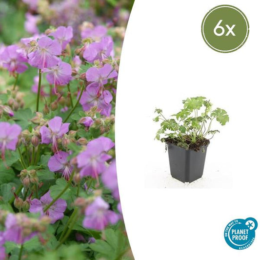 Ooievaarsbek (Geranium cantabrigiense) 'Cambridge'