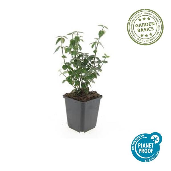 Kardinaalsmuts (Euonymus fortunei radicans)