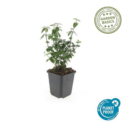 Kardinaalsmuts (Euonymus fortunei radicans)