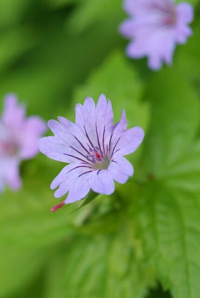 Ooievaarsbek (Geranium nodosum)