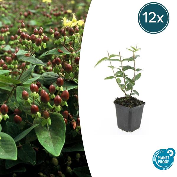 Hertshooi (Hypericum inodorum)