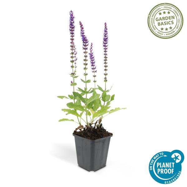 Bossalie (Salvia Nemerosa) 'Ostfriesland'