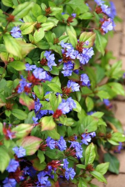 Loodkruid (Ceratostigma plumbaginoides)