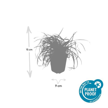 Zegge (Carex oshimensis) 'Evergold'