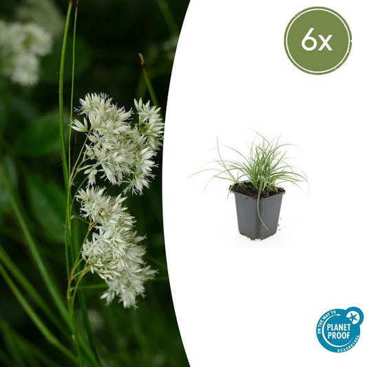 Sneeuwwitte Veldbies (Luzula nivea)