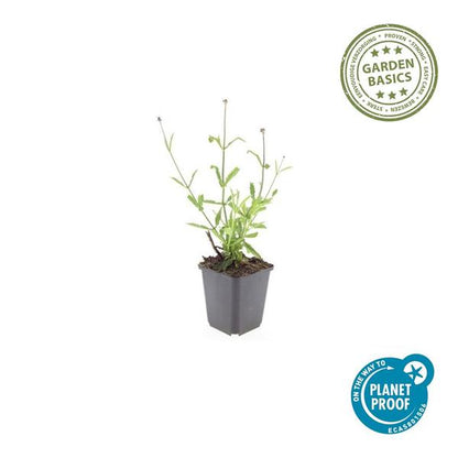 IJzerhard (Verbena Bonariensis) 'Lollipop'