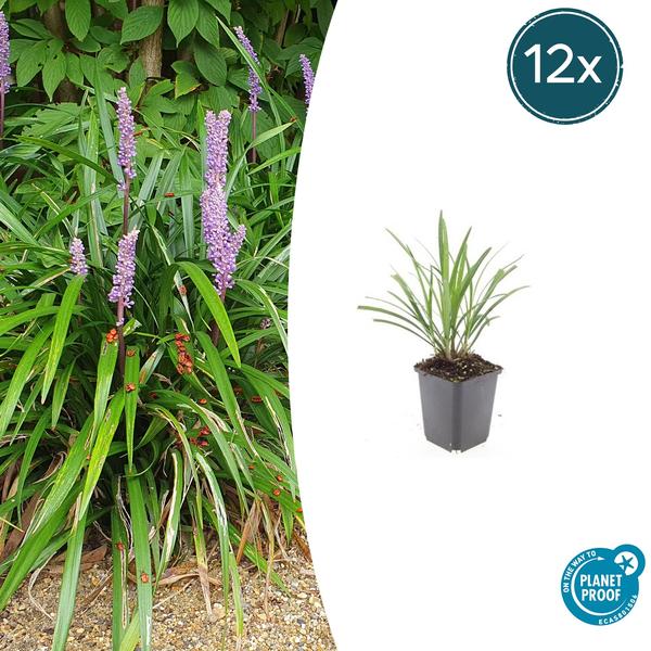 Leliegras (Liriope muscari) 'Ingwersen'