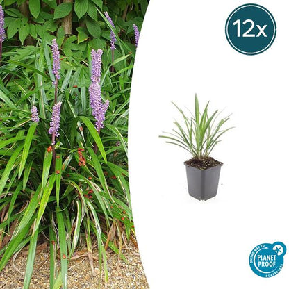 Leliegras (Liriope muscari) 'Ingwersen'
