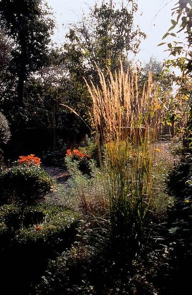 Struisriet (Calamagrostis acutiflora) 'Karl Foerster'