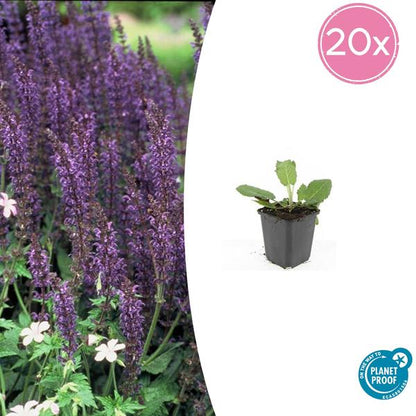 Bossalie (Salvia Nemorosa) 'Mainacht'