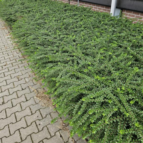 Kamperfoelie (Lonicera nitida) 'Maigrün'