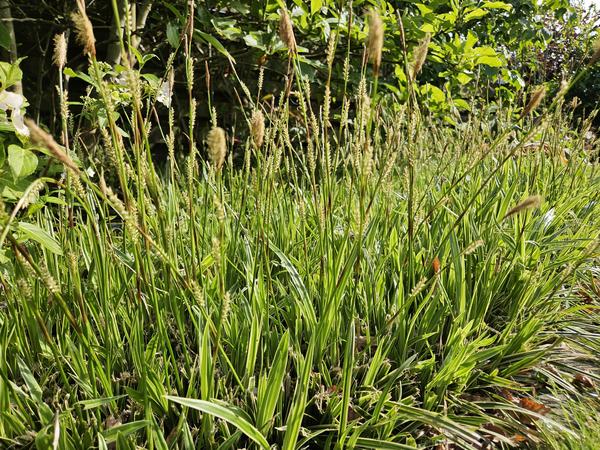Zegge (Carex morrowii) 'Aureovariegata'