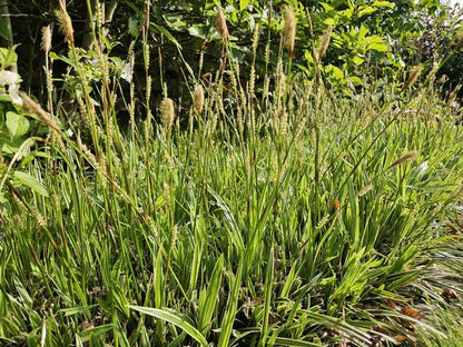 Zegge (Carex morrowii) 'Aureovariegata'