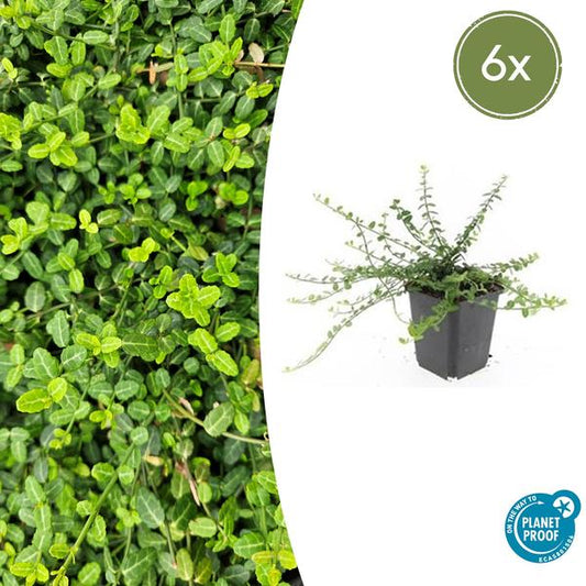 Kardinaalsmuts (Euonymus fortunei) 'Minimus'