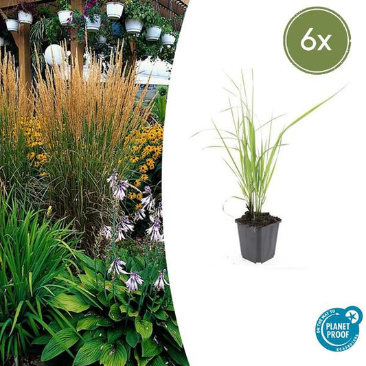 Struisriet (Calamagrostis acutiflora) 'Karl Foerster'