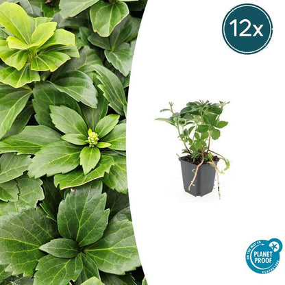 Dikkemanskruid (Pachysandra terminalis)