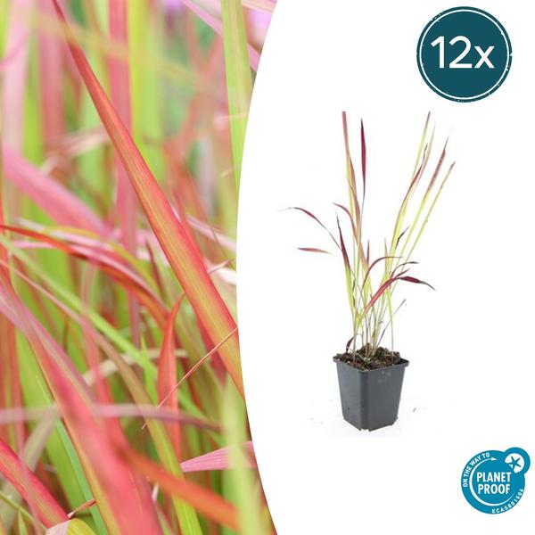 Japans Bloedgras (Imperata cylindrica) 'Red Baron'