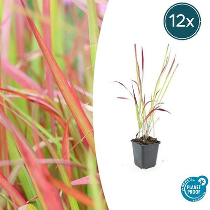 Japans Bloedgras (Imperata cylindrica) 'Red Baron'