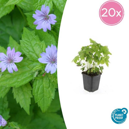 Ooievaarsbek (Geranium nodosum)