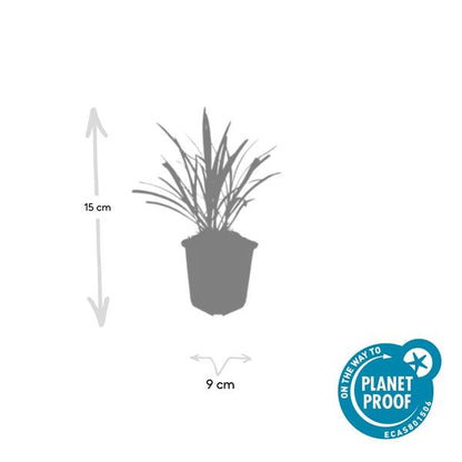 Leliegras (Liriope muscari) 'Ingwersen'