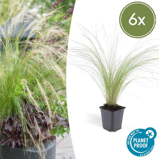 Mexicaans Vedergras (Stipa tenuissima) 'Ponytails'