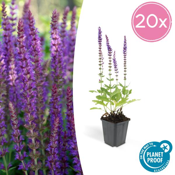 Bossalie (Salvia Nemerosa) 'Ostfriesland'