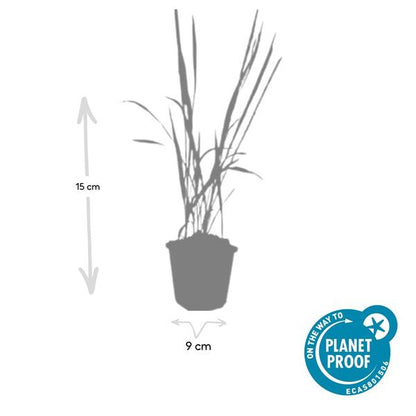 Japans Bloedgras (Imperata cylindrica) 'Red Baron'