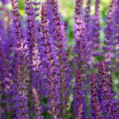 Bossalie (Salvia Nemerosa) 'Ostfriesland'