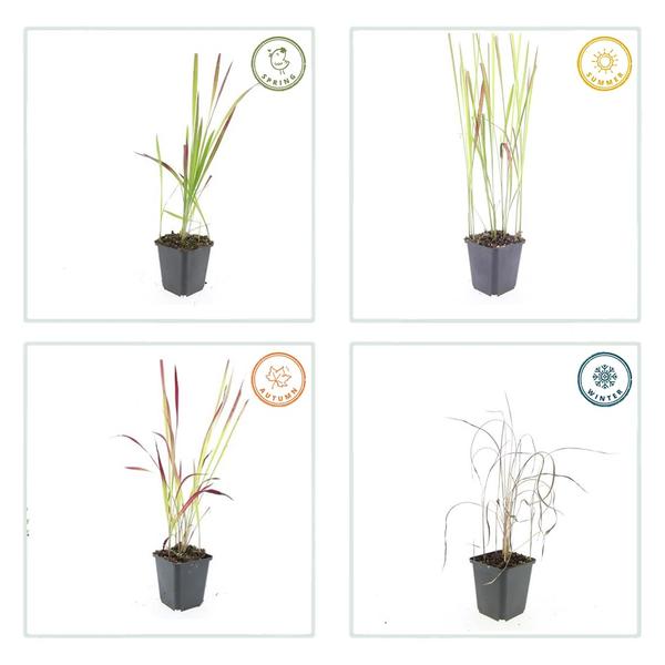 Japans Bloedgras (Imperata cylindrica) 'Red Baron'
