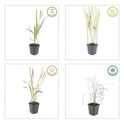 Japans Bloedgras (Imperata cylindrica) 'Red Baron'