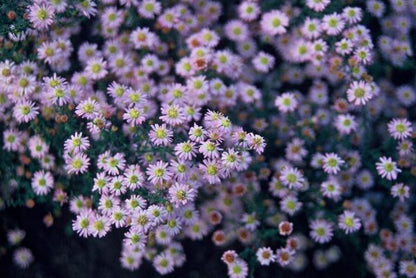 Aster ageratoides 'Stardust'
