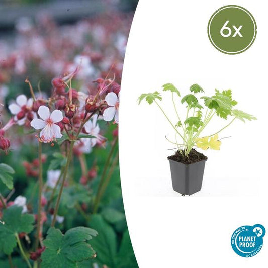 Ooievaarsbek (Geranium) macrorrhizum 'Spessart'
