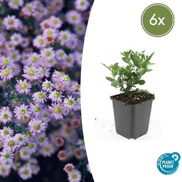 Aster ageratoides 'Stardust'