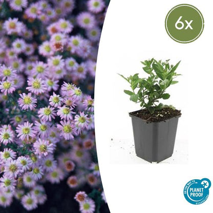 Aster ageratoides 'Stardust'