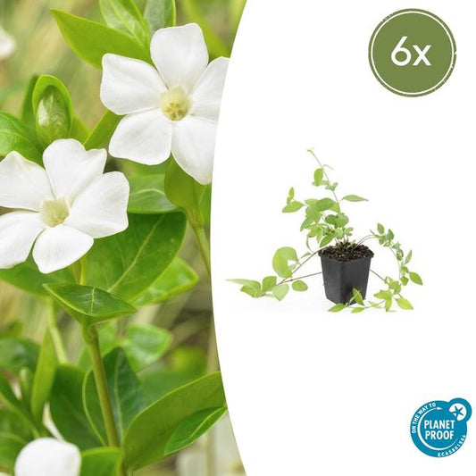 Grote Maagdenpalm (Vinca major) 'Alba'