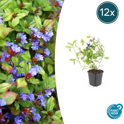 Loodkruid (Ceratostigma plumbaginoides)