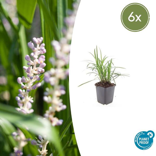 Leliegras (Liriope muscari) 'Moneymaker'