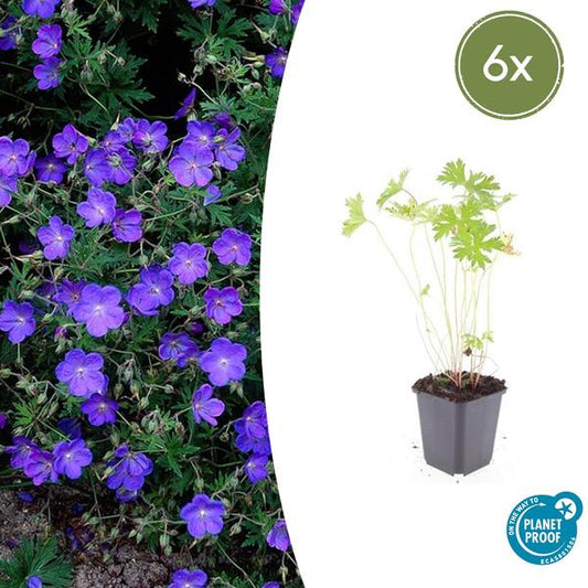 Ooievaarsbek (Geranium) 'Johnson's Blue'