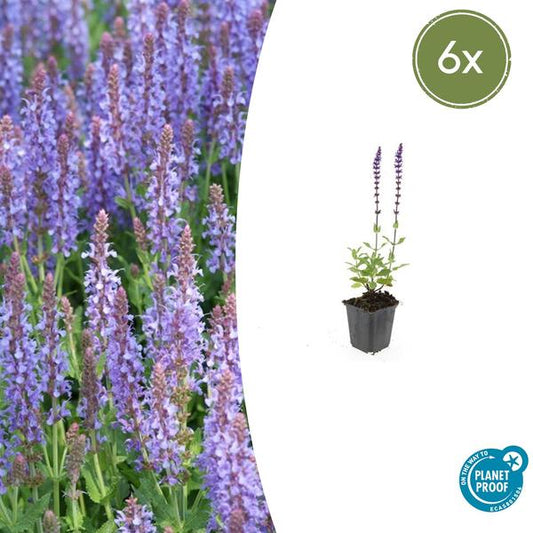 Bossalie (Salvia Nemorosa) 'Caradonna'