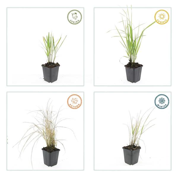 Struisriet (Calamagrostis acutiflora) 'Karl Foerster'