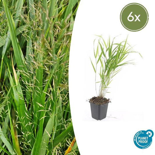 Japans berggras (Hakonechloa macra)