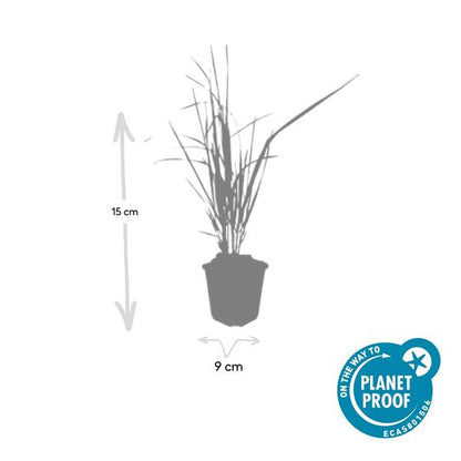 Struisriet (Calamagrostis acutiflora) 'Karl Foerster'