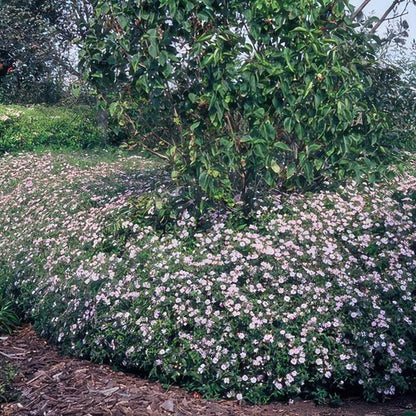 Aster ageratoides 'Asran'