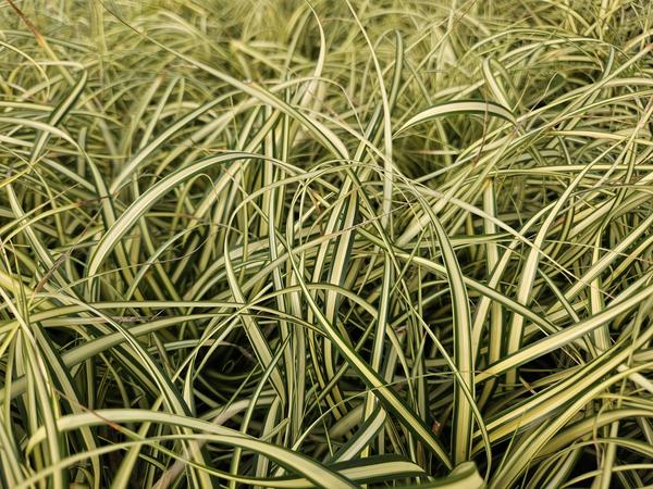 Zegge (Carex oshimensis) 'Evergold'