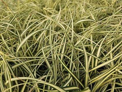 Zegge (Carex oshimensis) 'Evergold'