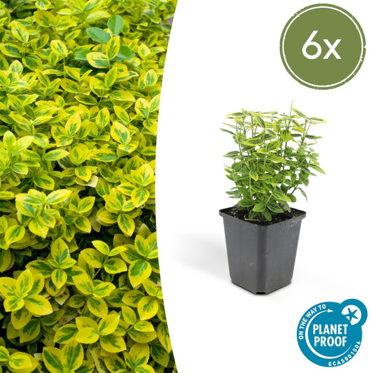 Kardinaalsmuts (Euoynmus fortunei) 'Emerald n Gold’