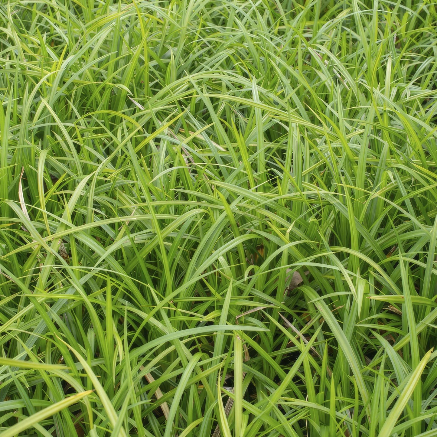 Zegge (Carex morrowii) 'Irish Green'